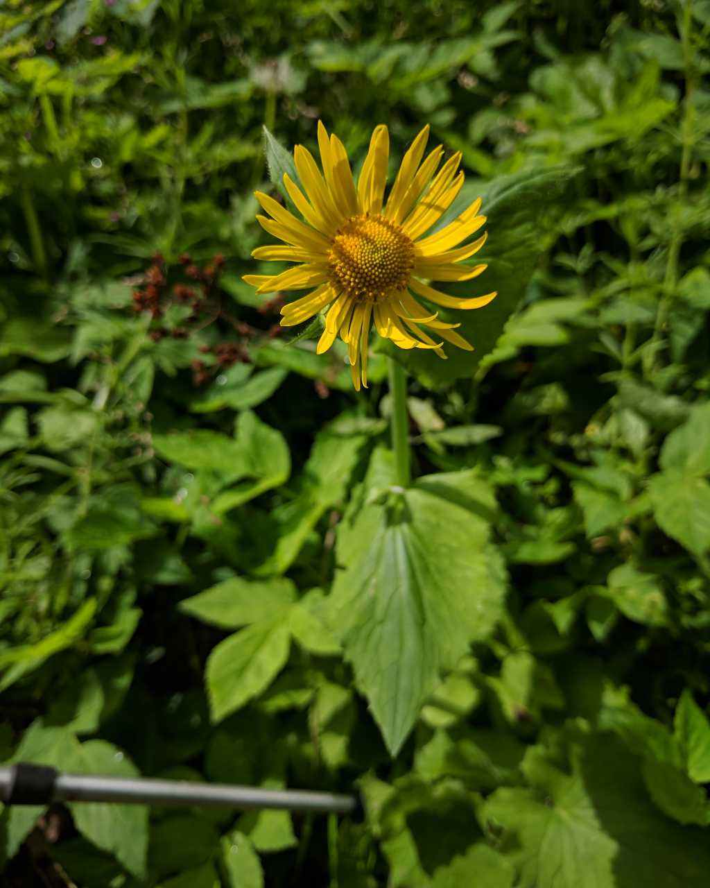 asteracea da id.: Doronicum sp.